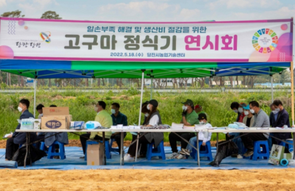당진시, 노동력 절감위한 고구마 정식기 연시회 개최
