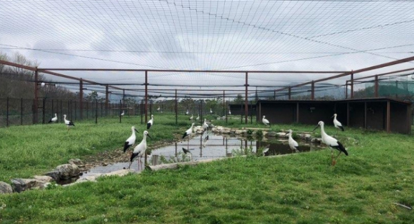 황새의 야생적응을 돕는 예산황새공원 사육시설