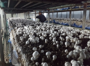 충청남도, 겨울철 고품질 버섯 생산…환기 필수
