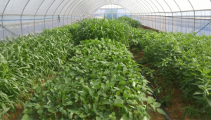 충남도 농기원, 풋거름작물 재배로 친환경농업 지속가능성 높인다