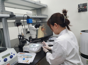 충남서 일본뇌염 매개 모기 올해 첫 발견