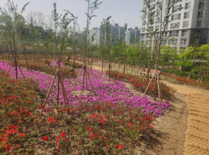 천안시, ‘청당동 기후대응 도시숲 "성사업’완료
